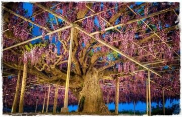 yaponiya-park-gliciniya-ashikaga